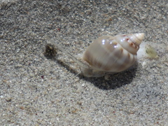 Nassarius coronatus