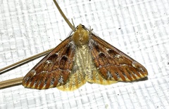 Caripeta suffusata