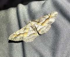 Stenoporpia