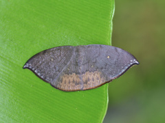 Paralbara muscularia