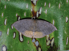Paralbara muscularia