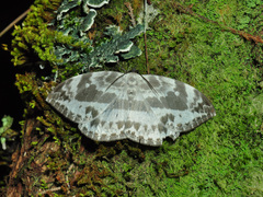 Cyclidia substigmaria