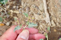 Acleisanthes chenopodioides