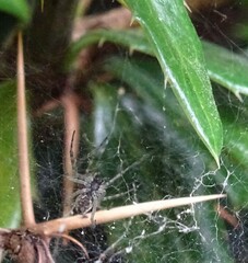 Allagelena gracilens
