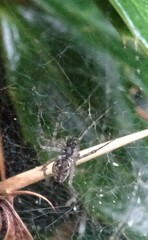Allagelena gracilens
