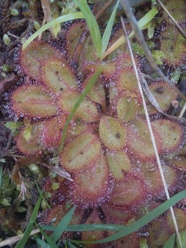 Image of Drosera praefolia by no rights reserved
