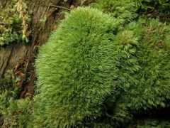 Leucobryum juniperoideum