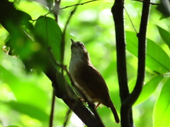 Malacocincla abbotti