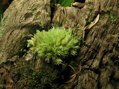 Leucobryum juniperoideum