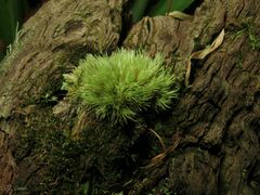 Leucobryum juniperoideum