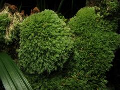 Leucobryum juniperoideum