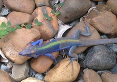 Cnemidophorus espeuti