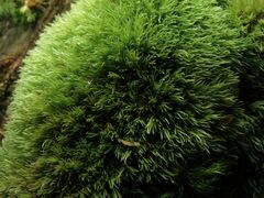 Leucobryum juniperoideum