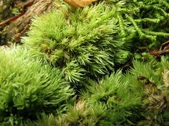 Leucobryum juniperoideum