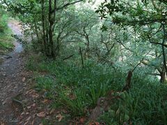Leucobryum juniperoideum
