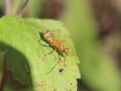 Riptortus abdominalis