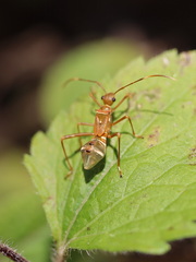 Riptortus abdominalis