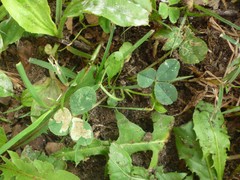 Liriomyza fricki