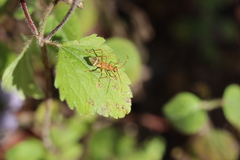 Riptortus abdominalis