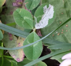 Liriomyza fricki
