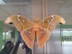 Attacus caesar