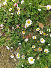 Bellis perennis
