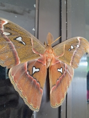Attacus caesar