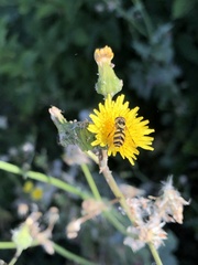 Dasysyrphus albostriatus