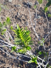 Pteronia fasciculata