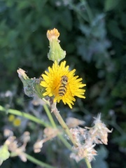 Dasysyrphus albostriatus