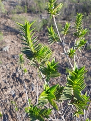 Pteronia fasciculata
