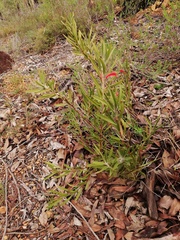 Adenanthos barbiger
