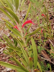 Adenanthos barbiger