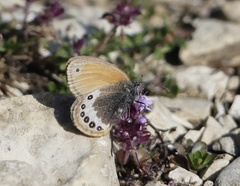 Coenonympha gardetta