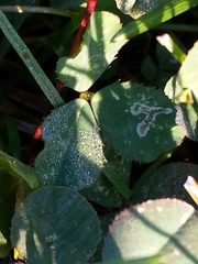 Liriomyza fricki