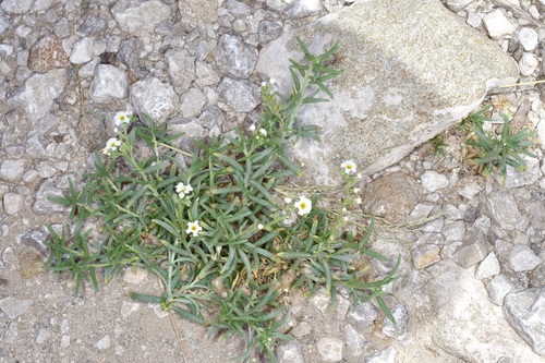 Fragrant heliotrope (Euploca greggii)