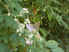 Satyrium ilicis