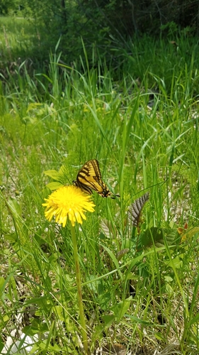 Photo of Canadian Tiger Swallowtail (Papilio canadensis)