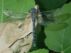 Caliaeschna microstigma