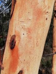 Eucalyptus accedens