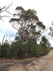 Eucalyptus accedens