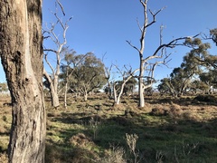 Eucalyptus largiflorens