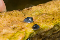 Ancylus fluviatilis