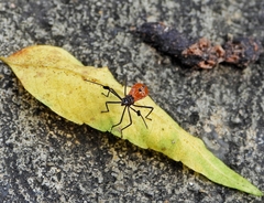 Paradasynus longirostris