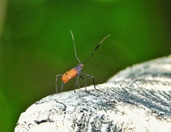 Paradasynus longirostris