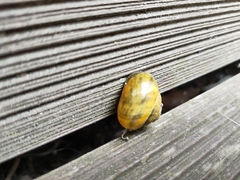Cepaea