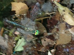 Somatochlora meridionalis