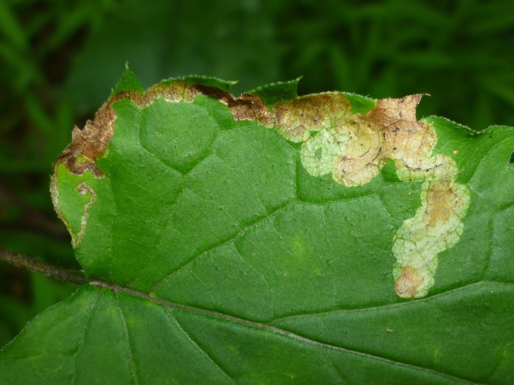 Liriomyza limopsis