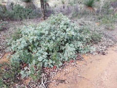 Grevillea bipinnatifida