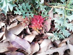 Grevillea bipinnatifida